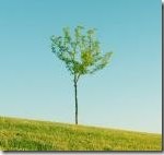 lonely_tree_3_thumb1